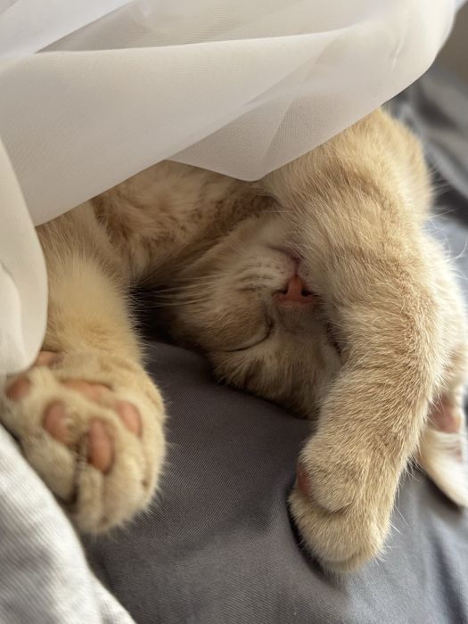 Отдам котенка в хорошие руки