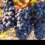 Vand Struguri de VIn