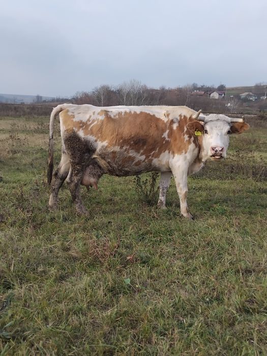 Vând o vacă frumoasă