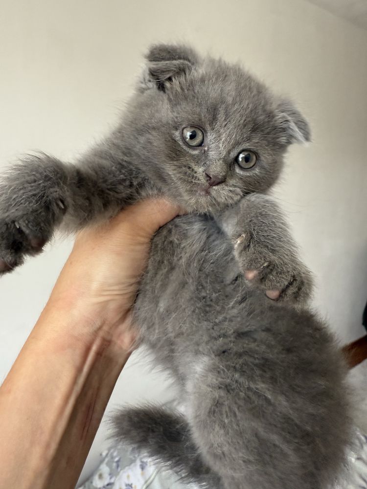 Британские котята