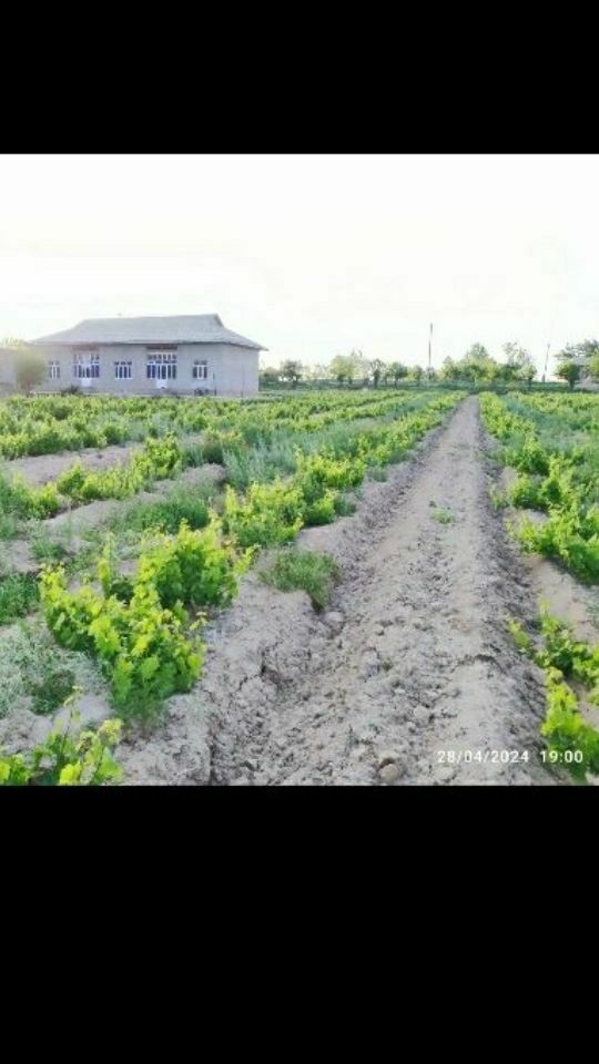 uy joy sotiladi 50 sotix 350 000$ kelishamjz