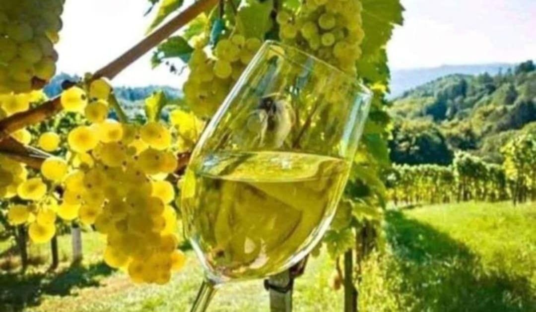Vand struguri de vin productie2025