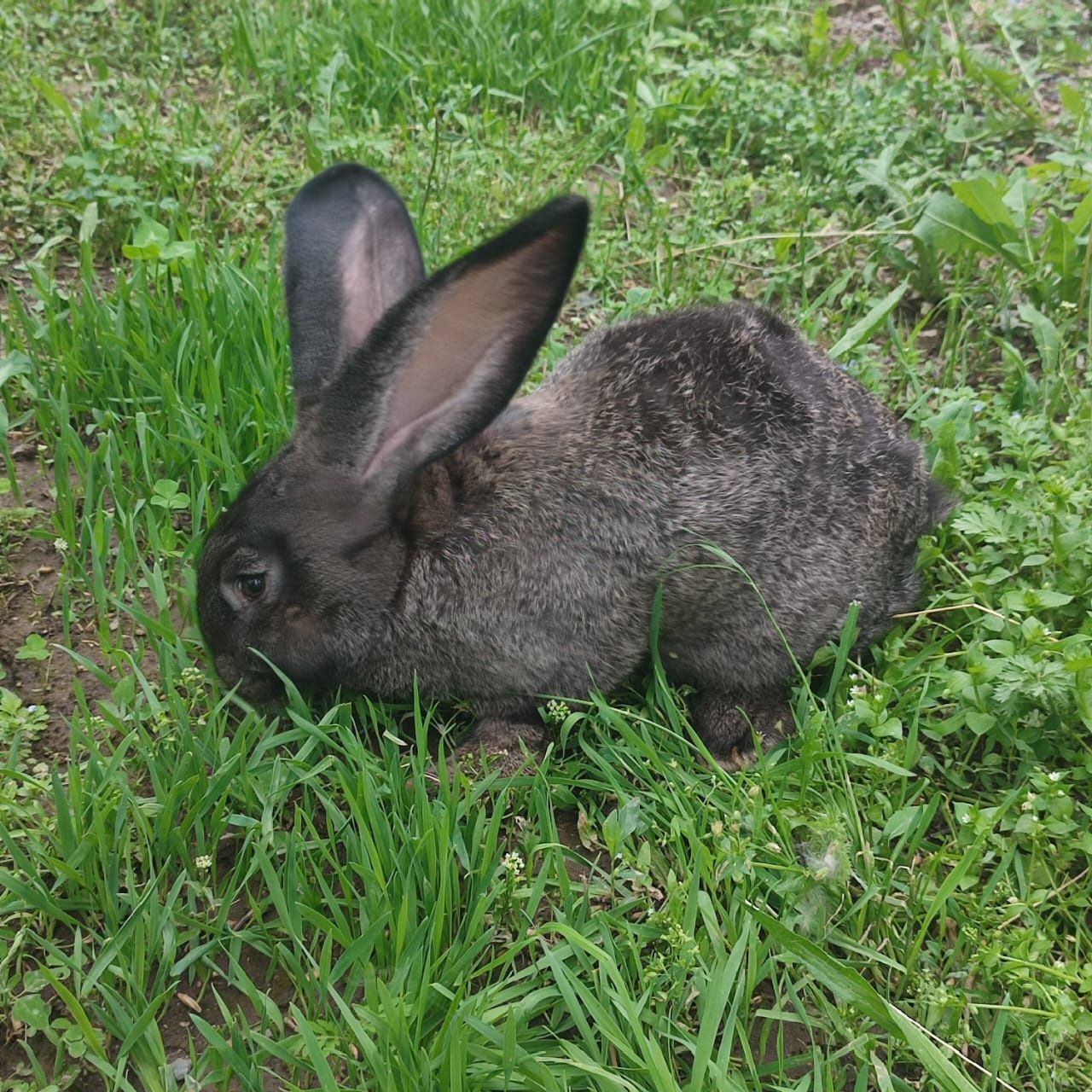Кролики  разных возрастов от 45 дней фландер крупные есть Кролл .