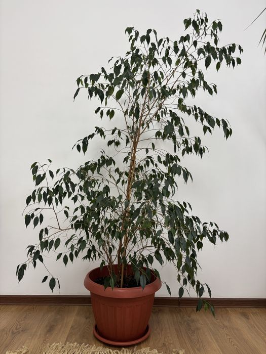 Продам цветок Фикус.