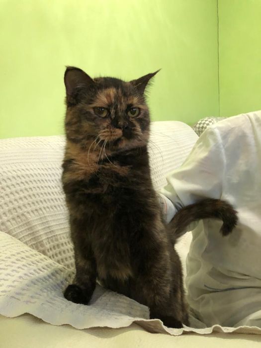 Любимые животные