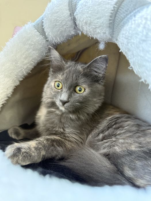 Котенок умный, чистый, привитый в добрые руки с лотком, переноской