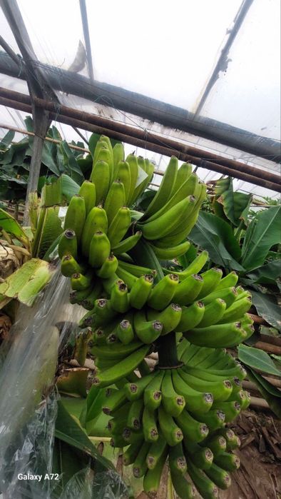 Banan ko’chat karalevskiy