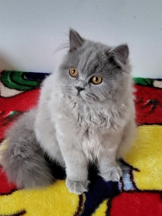 British longhair