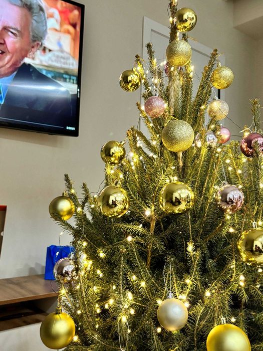 Ель с корнем / Ель с комом / Елка живая новогодняя живая елка в Алмате