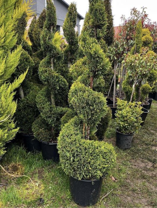 Plante ornamentale de orice soi