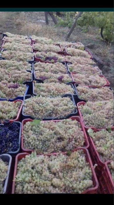 Struguri de vin