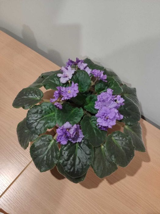 Фиалка комнатное растение