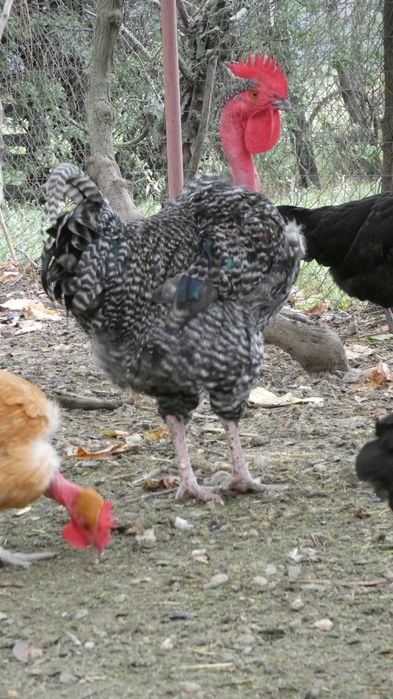 cocosi Gat Golas de Transilvania mai multe culori