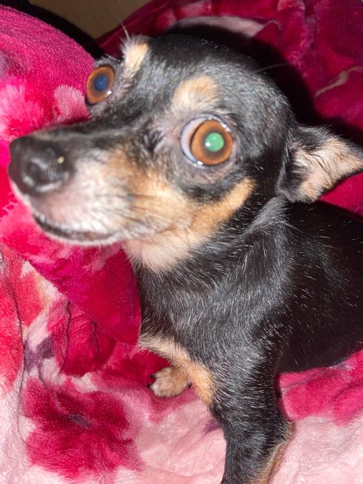 Продам собаку зовут анджела город уральск