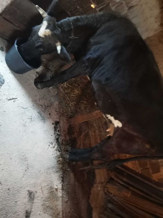 Vaca de vânzare o singura fătare