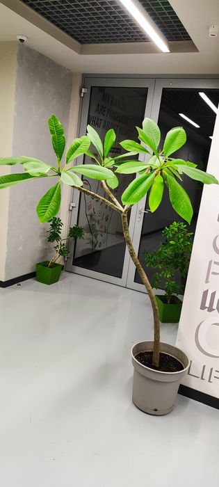 Plumeria (Frangipani) plante mature in ghiveci