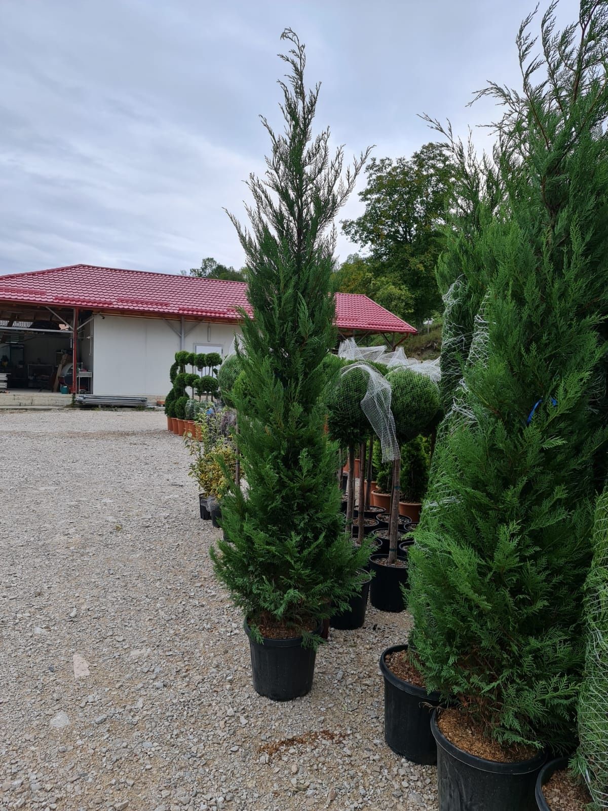 Plante ornamentale și rulou de gazon.