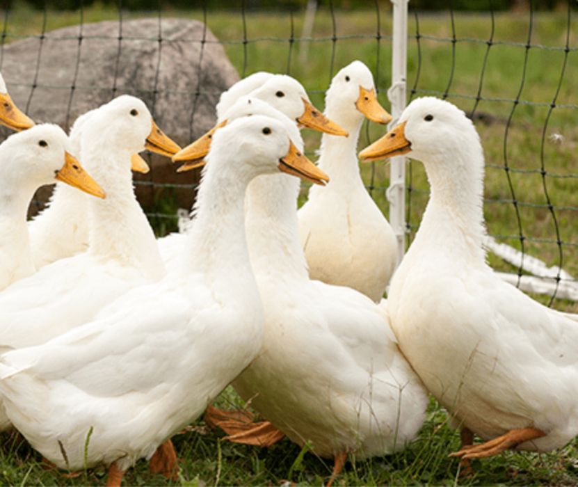 Утка тушка Французкая порода