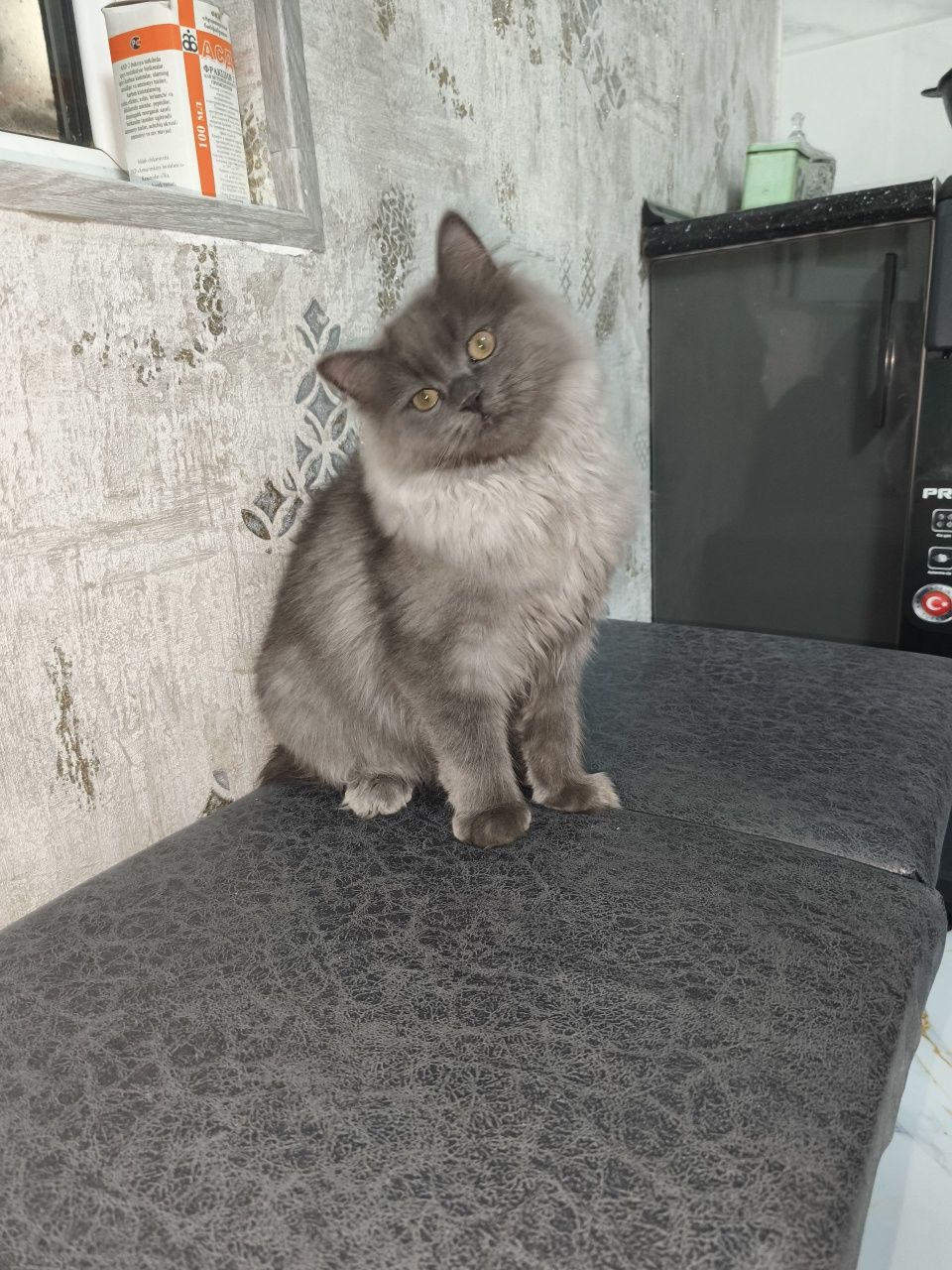 British longhair õgilbola  mushuk