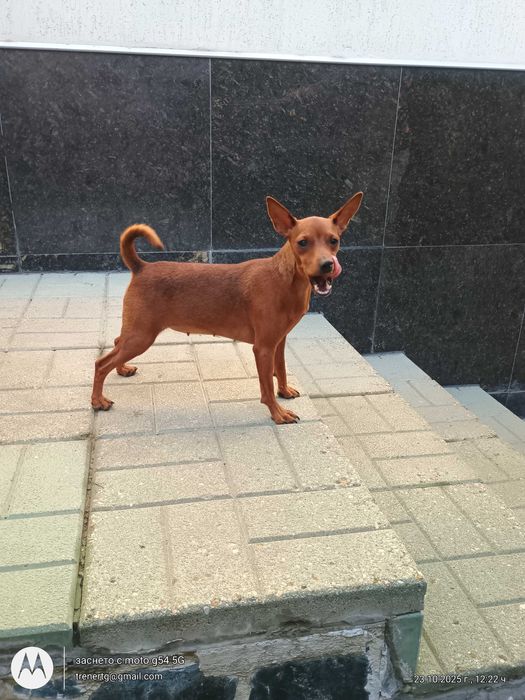 Цвергпинчер FCI педигре