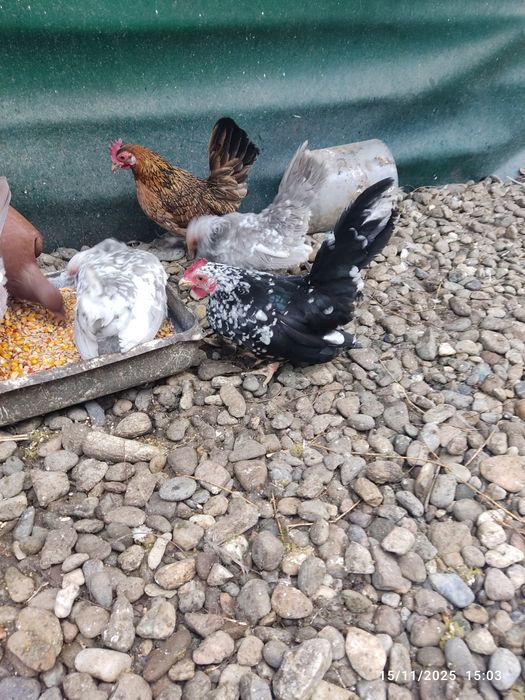 De vânzare o familie de chabo