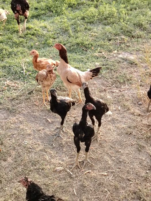 Dakan tovuq joʻjalari sotiladi