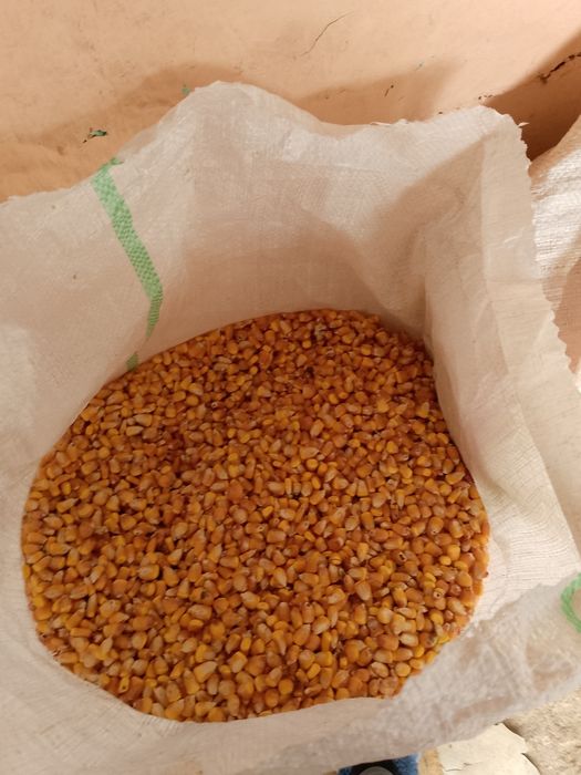 Vând mălai bobe  bune