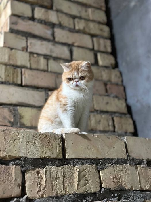 Кошка прадаёться экзотическо короткошерстная.
