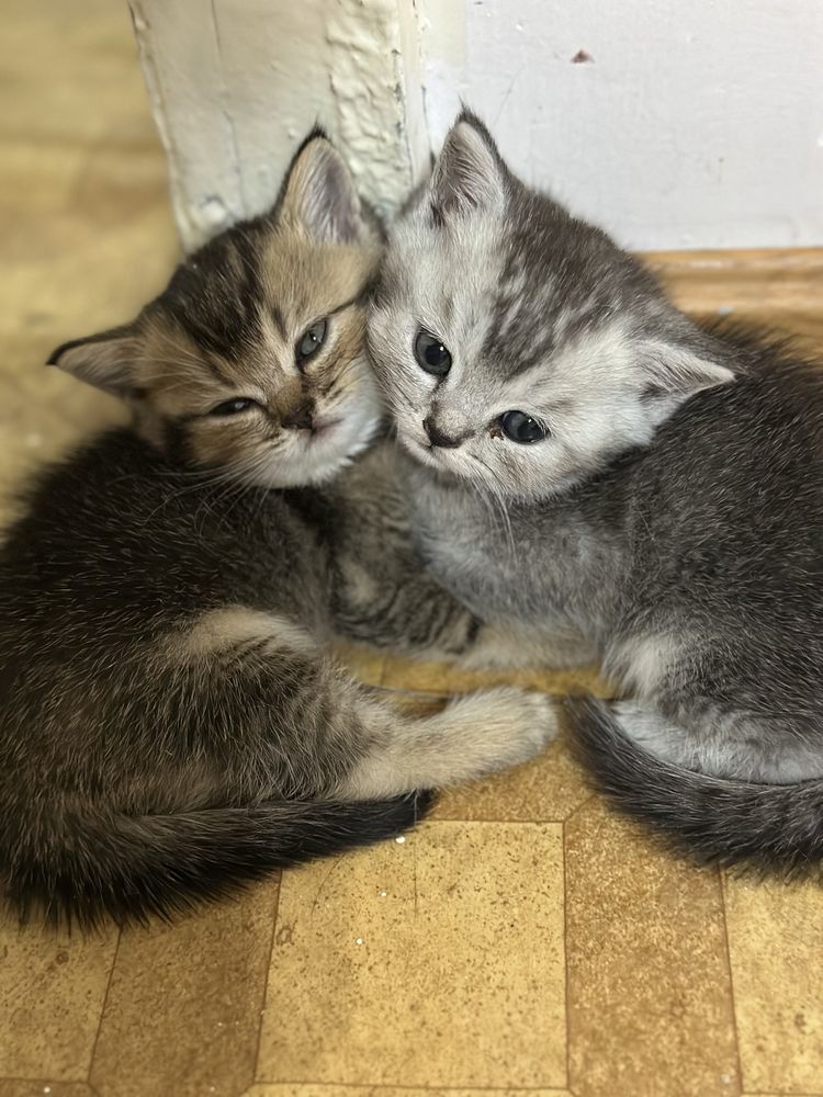 Продаются породистые котята ( мать- скоттиш фолд , отец шиншилла