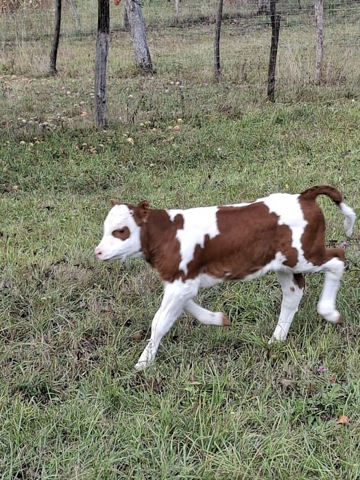 Vând vaca a 3-a fătare Baltata Românească