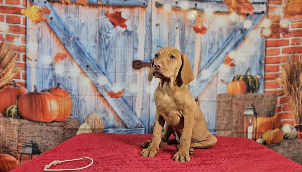 Vizsla maghiara cu pedigree