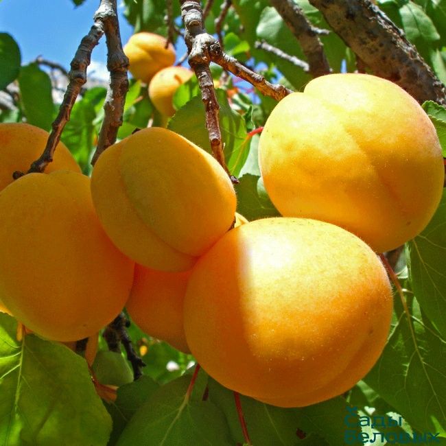Cais (Soiul Ananas )