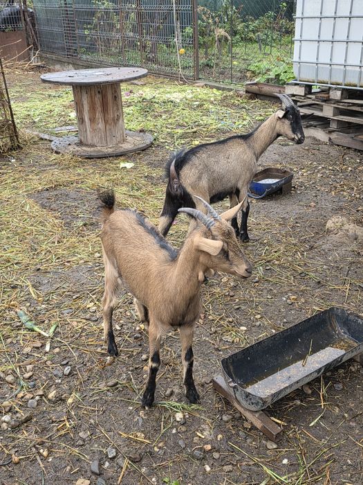 Iede alpina franceza