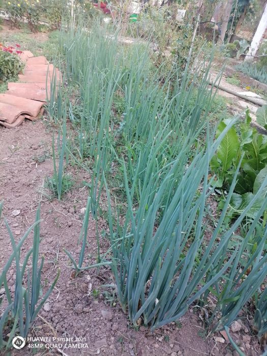 Вечно зелен лук,зимен ,многоетажен .10броя -10лв