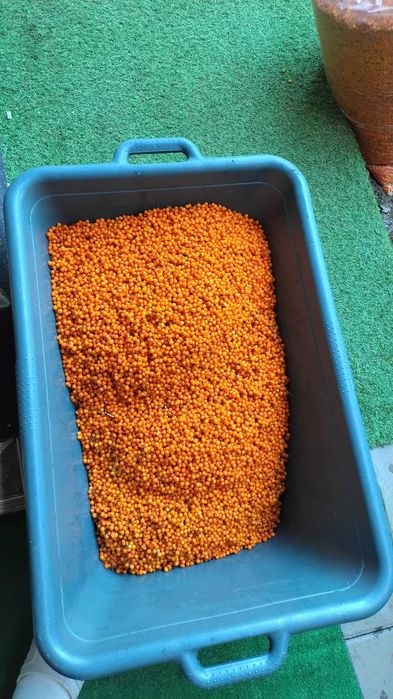 Catina de pădure proaspătă.