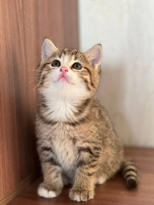 Очаровательные котята породы британская золотая шиншилла