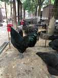 Gaini Australorp Plymouth cocosi sau familie