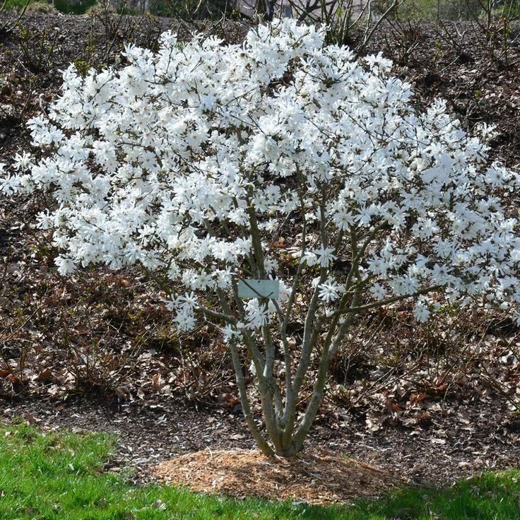 Magnolia Rustica Ruba -Roz închis