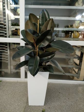 Растения для офисов