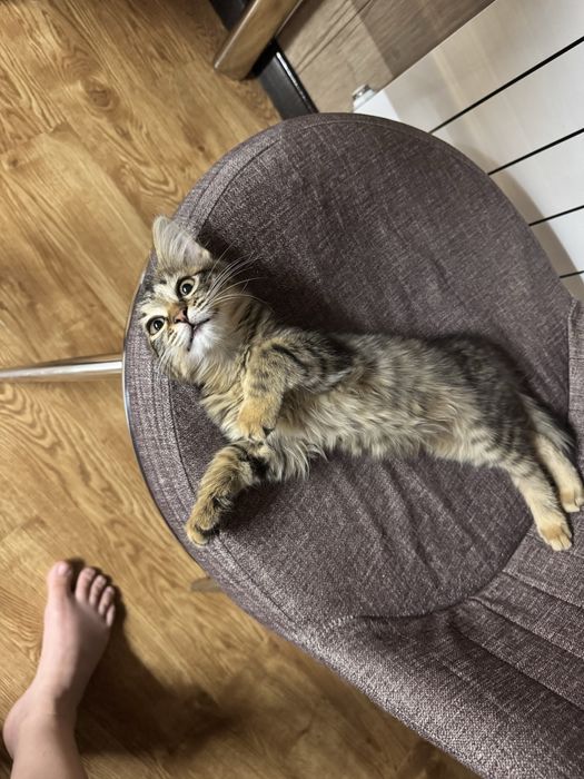 Кошечка Тигруся 3 месяца