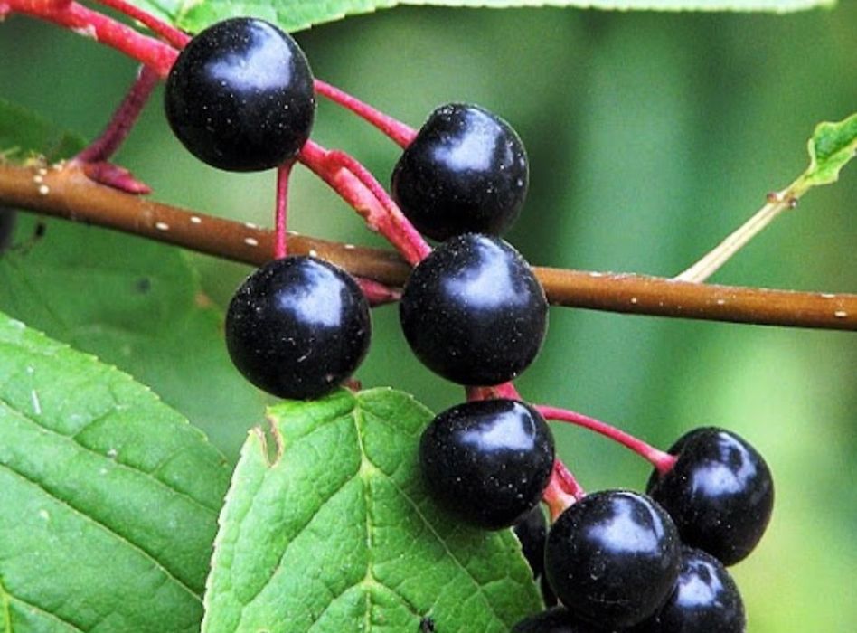 Продам саженцы черемухи