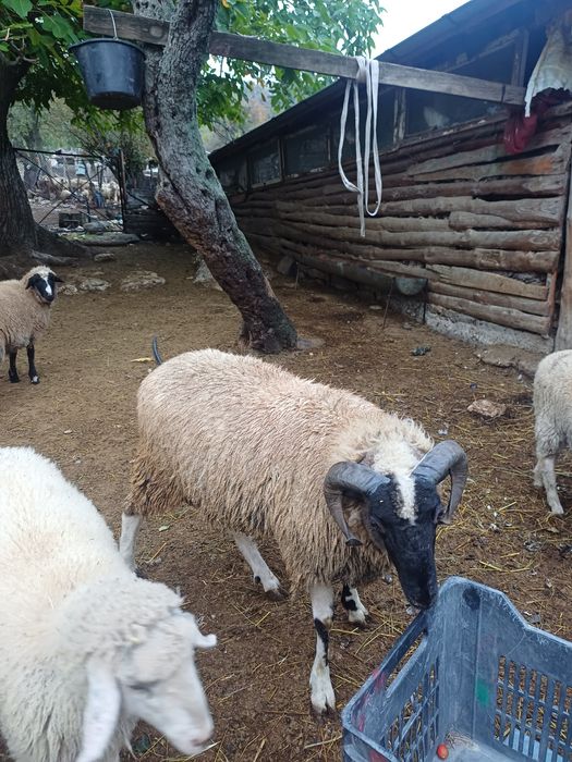 Продавам овен почти на 1 година