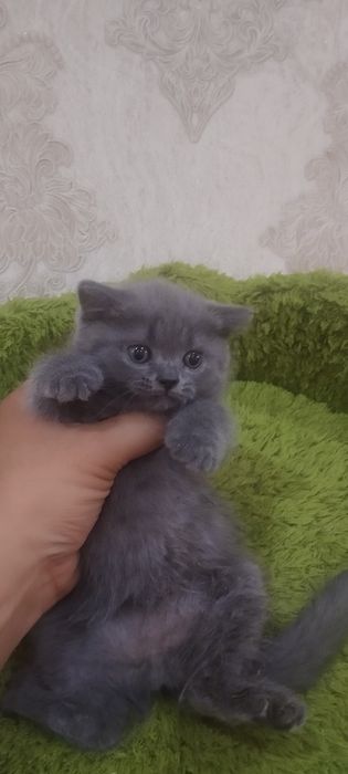 Продается котенок, порода Шотландский