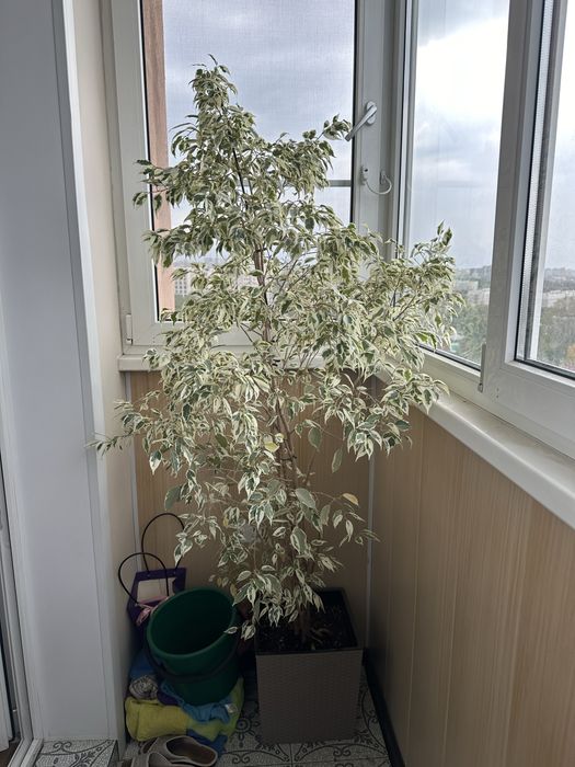 Фикус бенджамин высокий