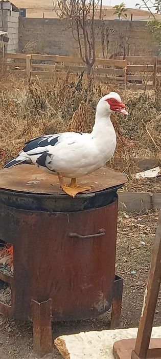 Индоутки шымкент