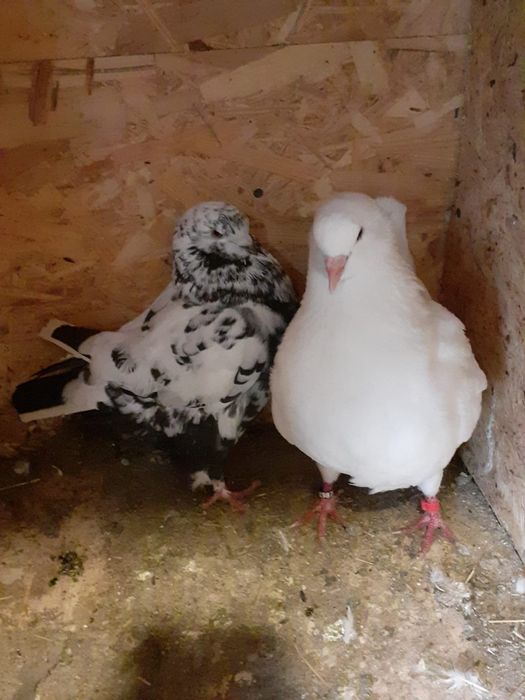 Vand porumbei, de rasa