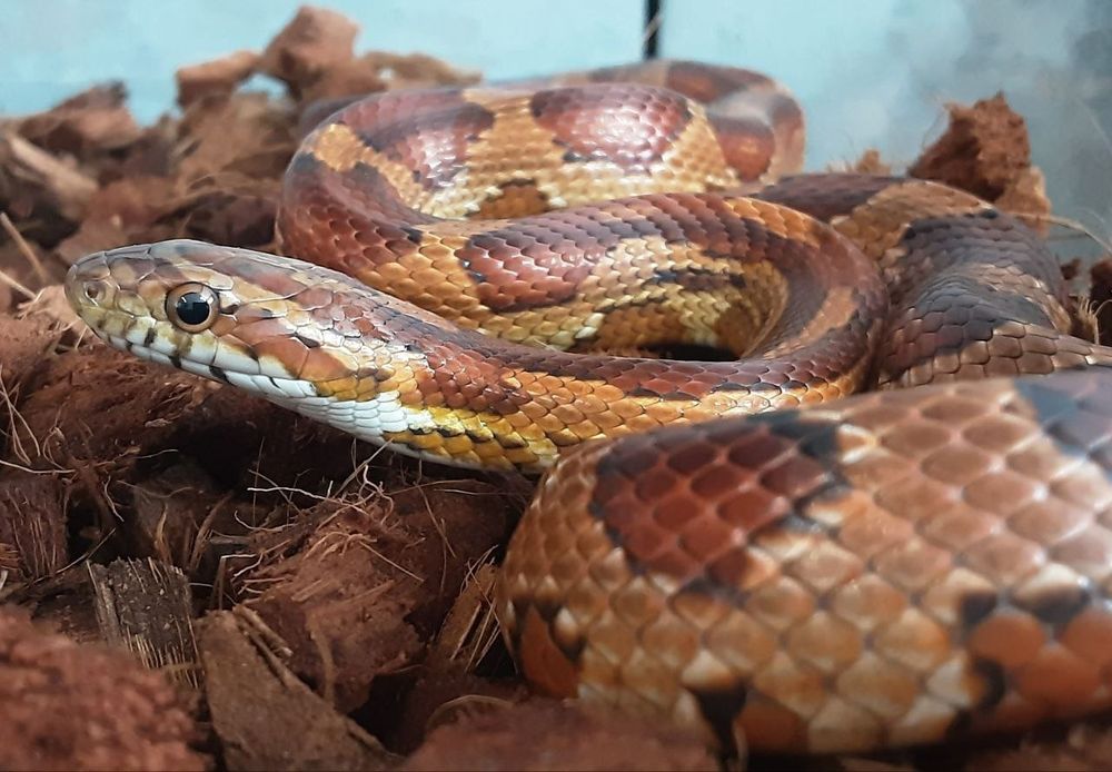 Продаю, своя змея, маисовый полоз