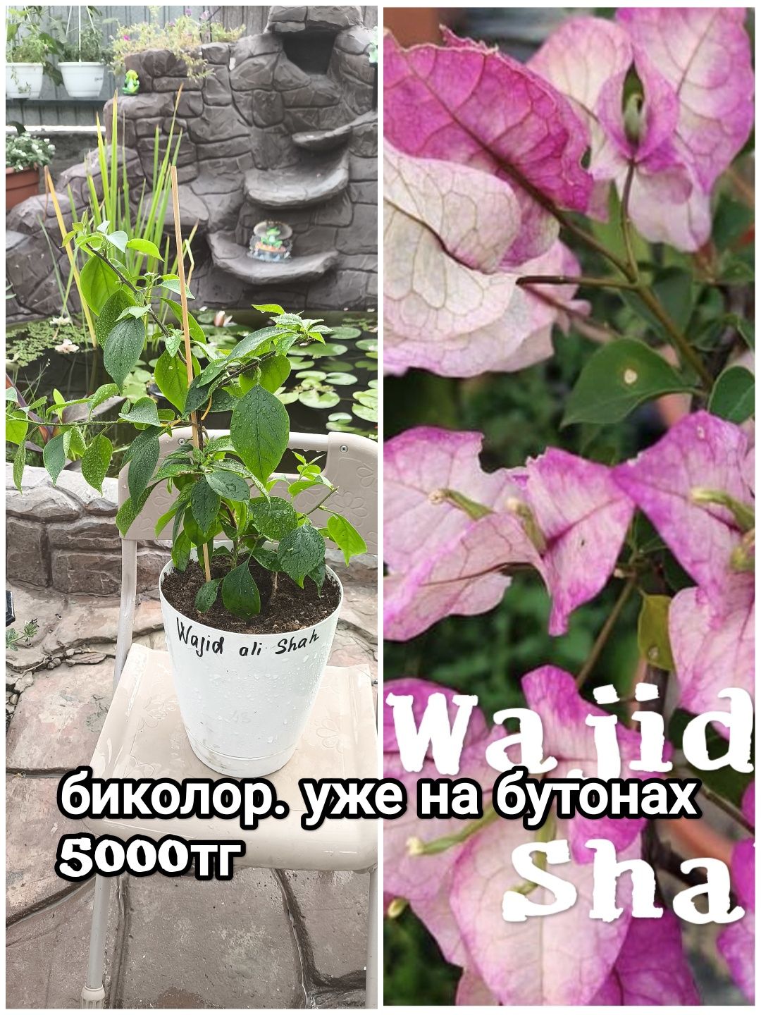 Цветы Бугенвиллеи