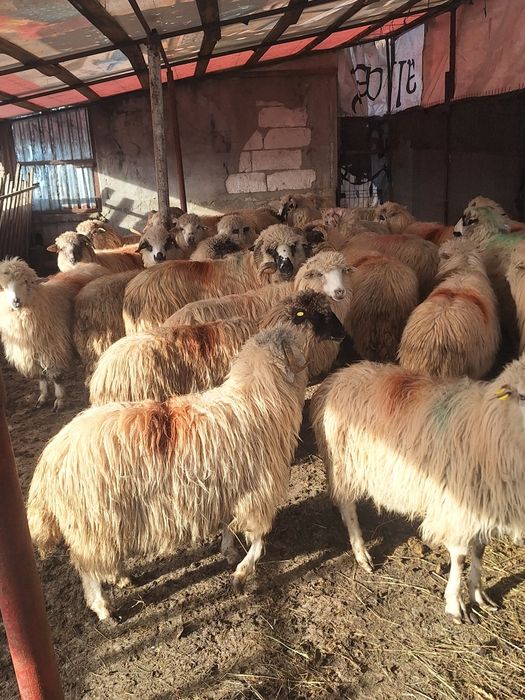 Vând 19 oi gestante