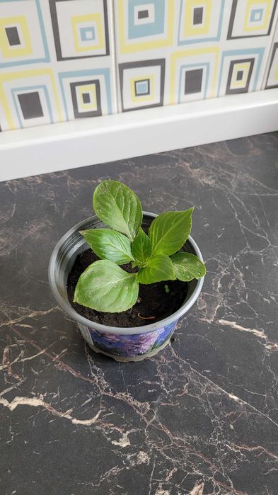 Продам рео,хлорофитум, алоэ,Ванька,юкка